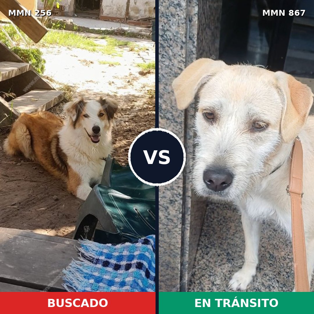 Comparativa MMS 13854: mascota perdida y mascota encontrada, 50% de similitud