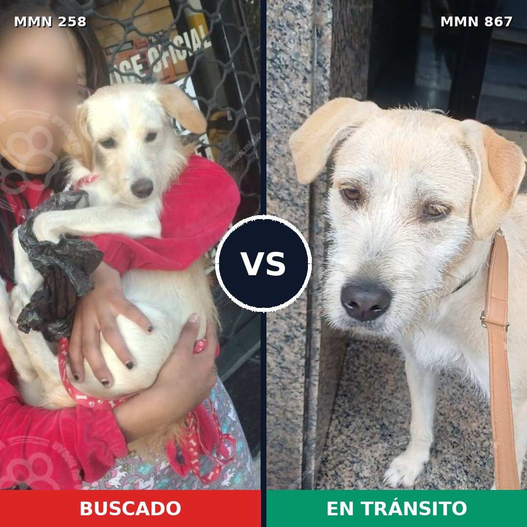 Comparativa MMS 13855: mascota perdida y mascota encontrada, 45% de similitud