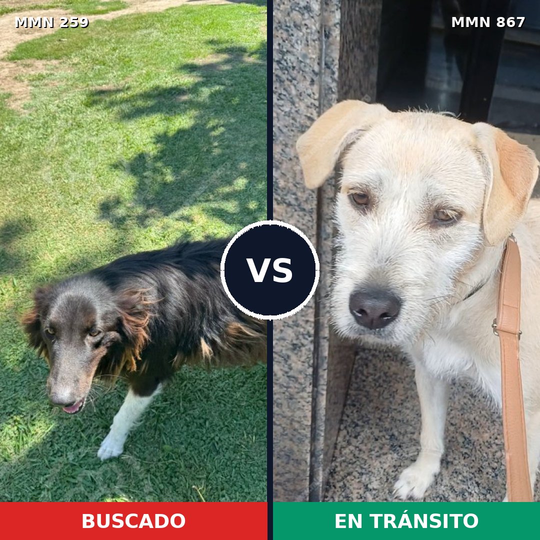 Comparativa MMS 13856: mascota perdida y mascota encontrada, 46% de similitud