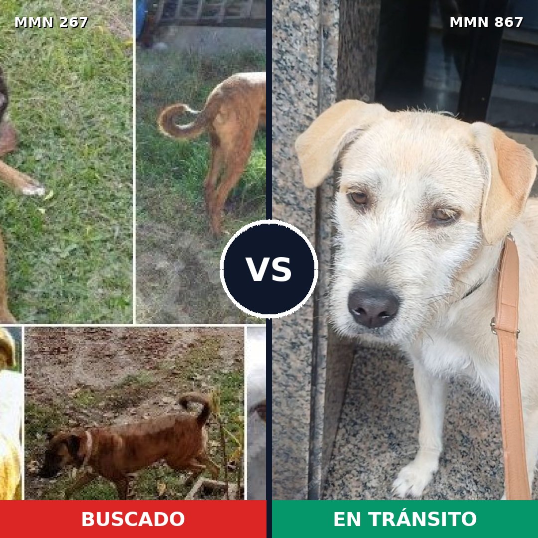 Comparativa MMS 13857: mascota perdida y mascota encontrada, 45% de similitud