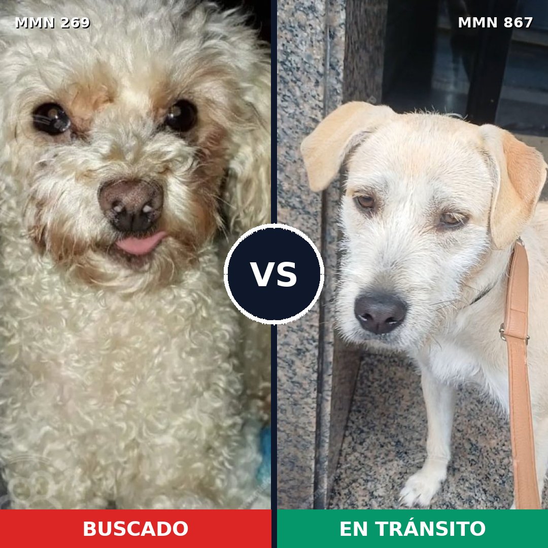 Comparativa MMS 13858: mascota perdida y mascota encontrada, 31% de similitud