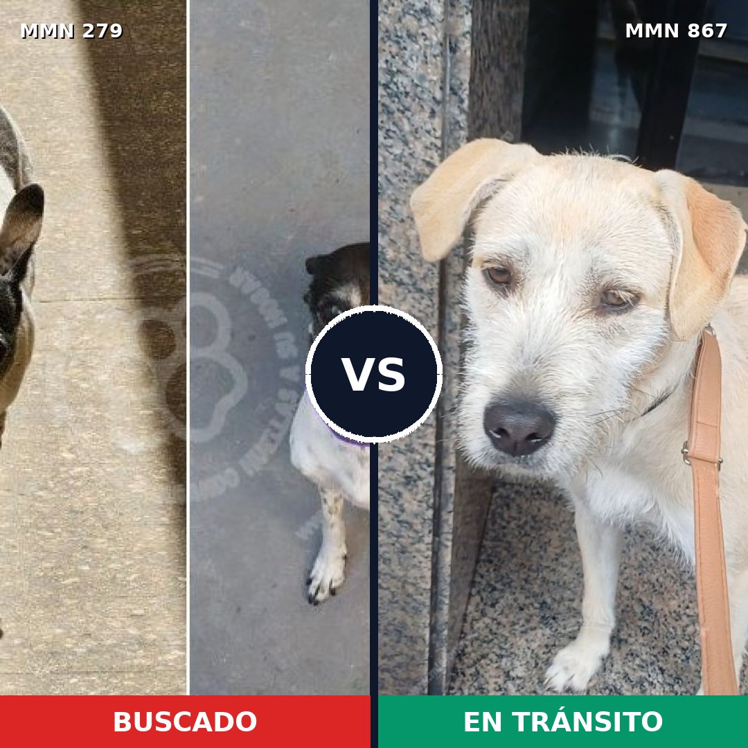 Comparativa MMS 13859: mascota perdida y mascota encontrada, 48% de similitud