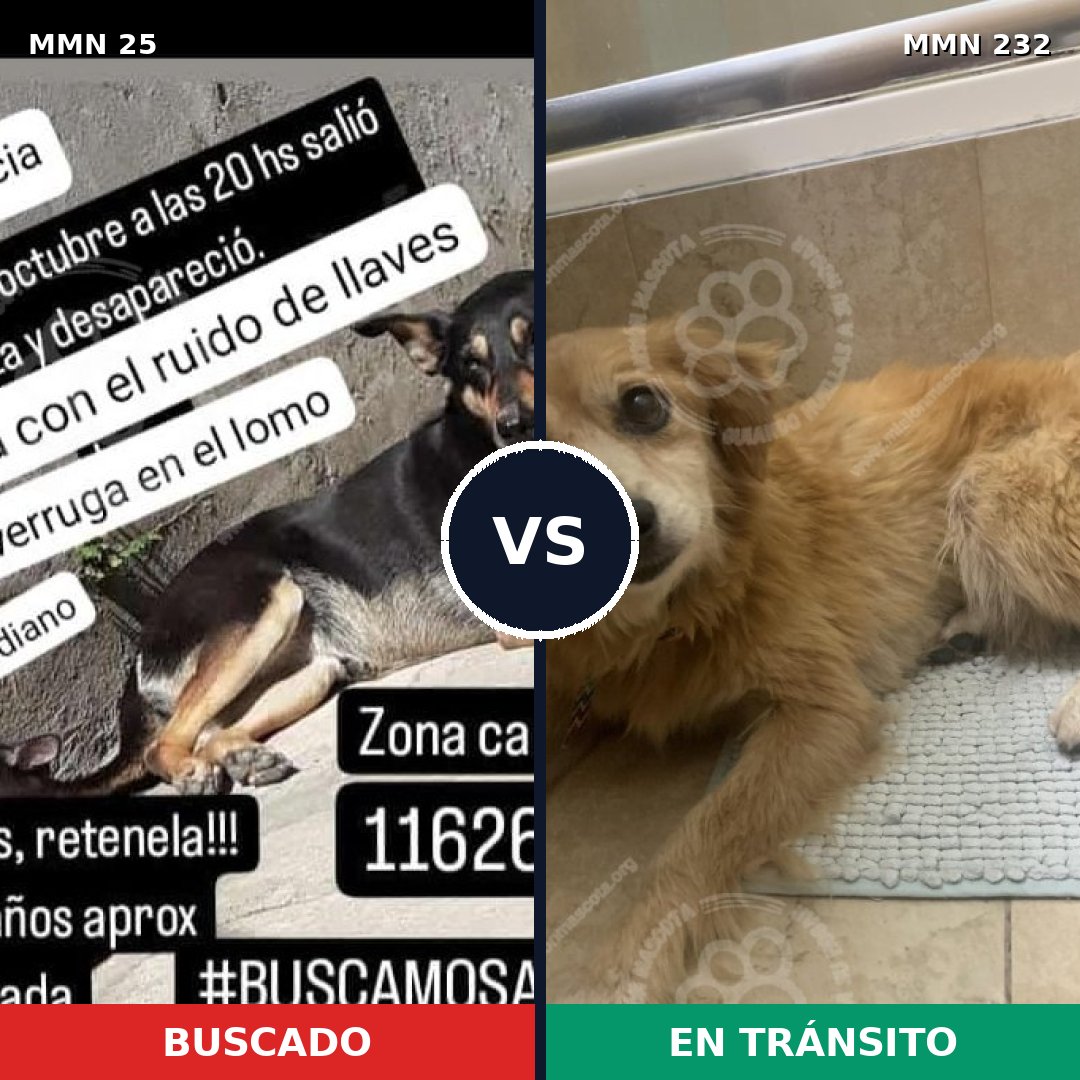Comparativa MMS 1386: mascota perdida y mascota encontrada, 62% de similitud