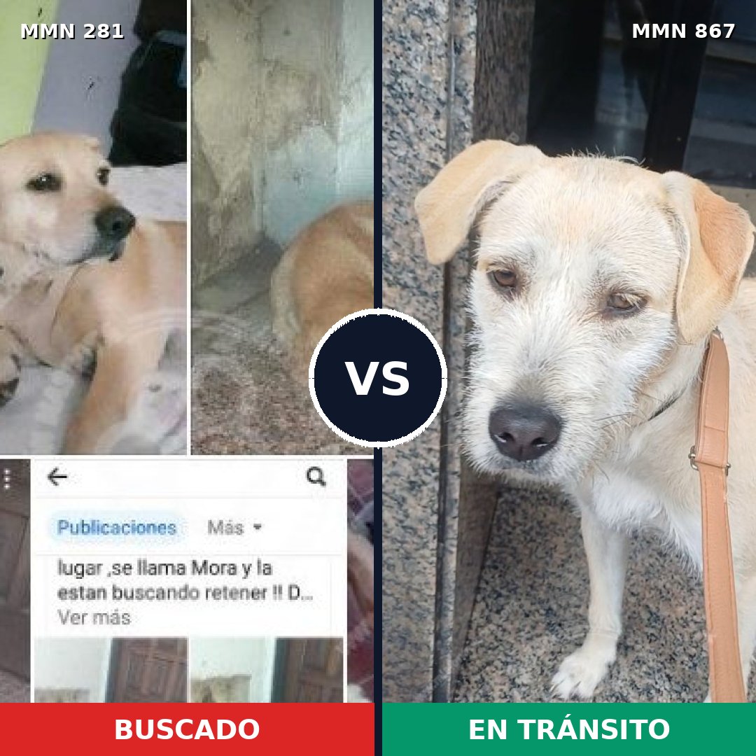 Comparativa MMS 13860: mascota perdida y mascota encontrada, 65% de similitud