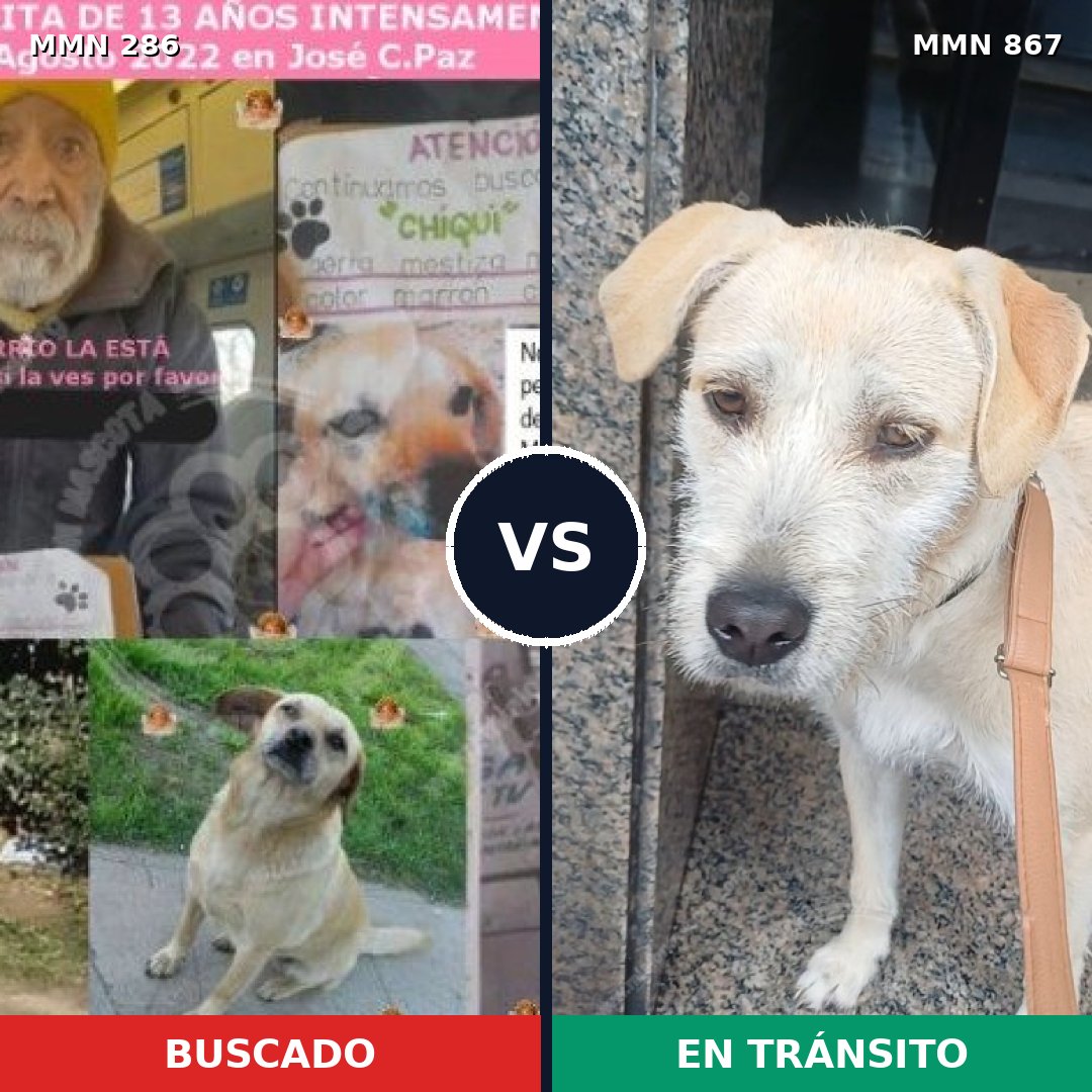 Comparativa MMS 13862: mascota perdida y mascota encontrada, 64% de similitud