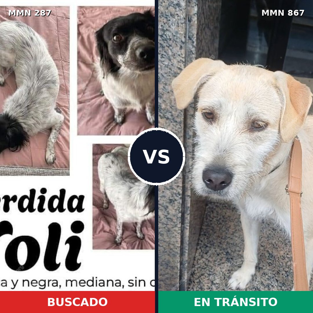 Comparativa MMS 13863: mascota perdida y mascota encontrada, 51% de similitud