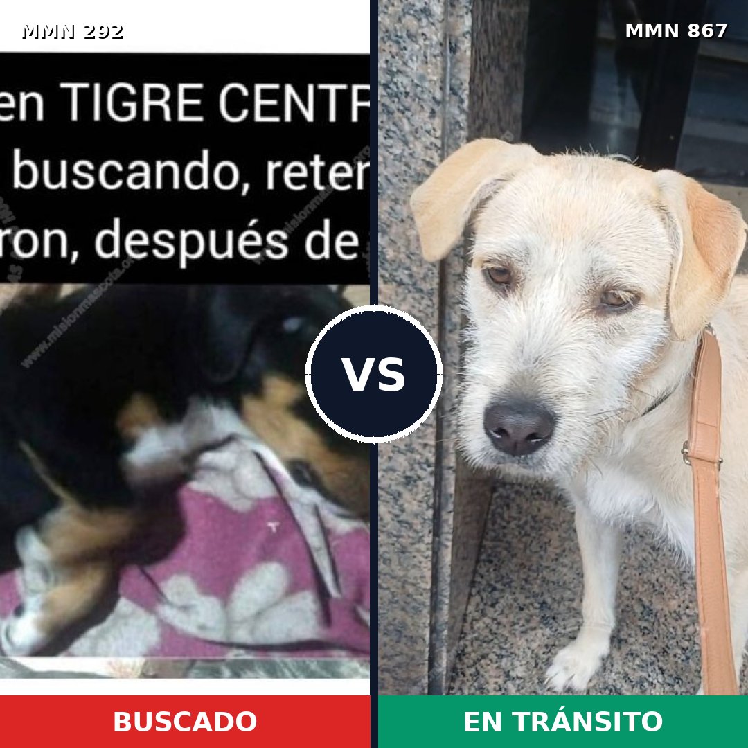 Comparativa MMS 13864: mascota perdida y mascota encontrada, 15% de similitud