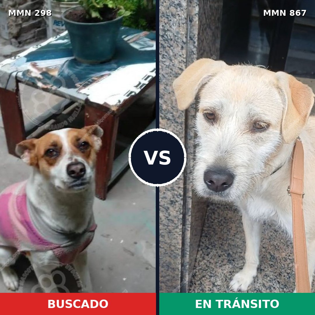 Comparativa MMS 13866: mascota perdida y mascota encontrada, 48% de similitud