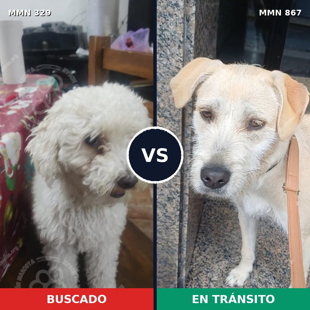Comparativa MMS 13869: mascota perdida y mascota encontrada, 40% de similitud