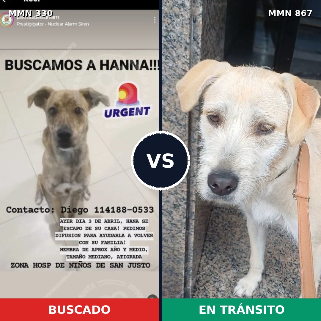 Comparativa MMS 13870: mascota perdida y mascota encontrada, 65% de similitud