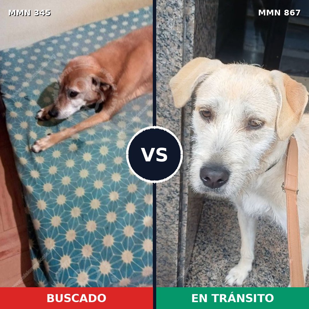 Comparativa MMS 13872: mascota perdida y mascota encontrada, 56% de similitud