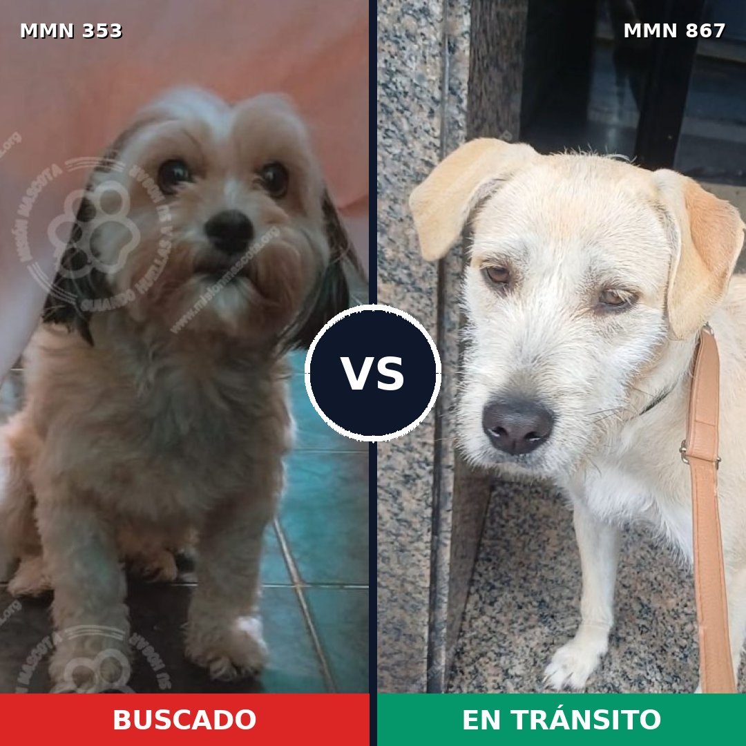 Comparativa MMS 13875: mascota perdida y mascota encontrada, 35% de similitud