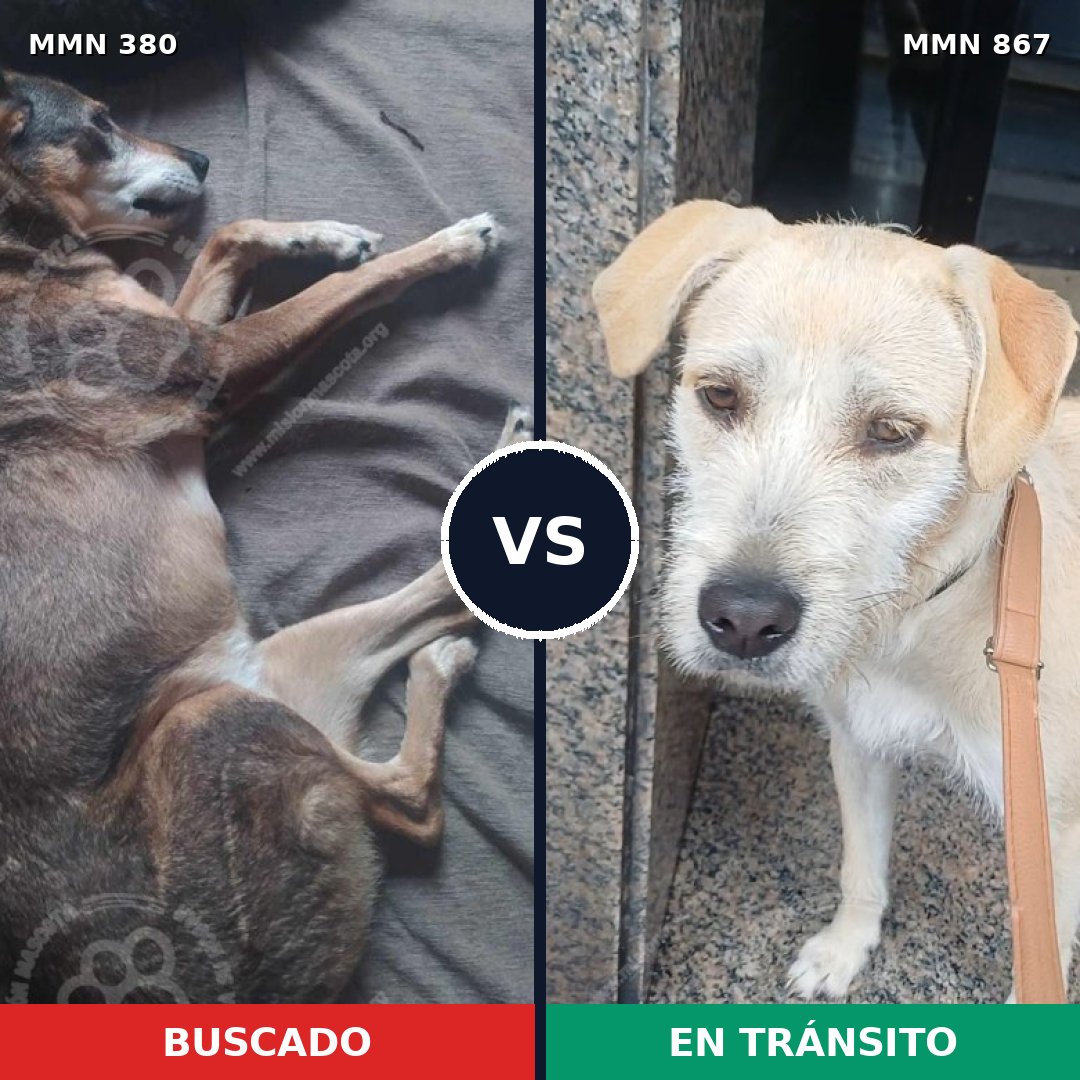 Comparativa MMS 13876: mascota perdida y mascota encontrada, 64% de similitud