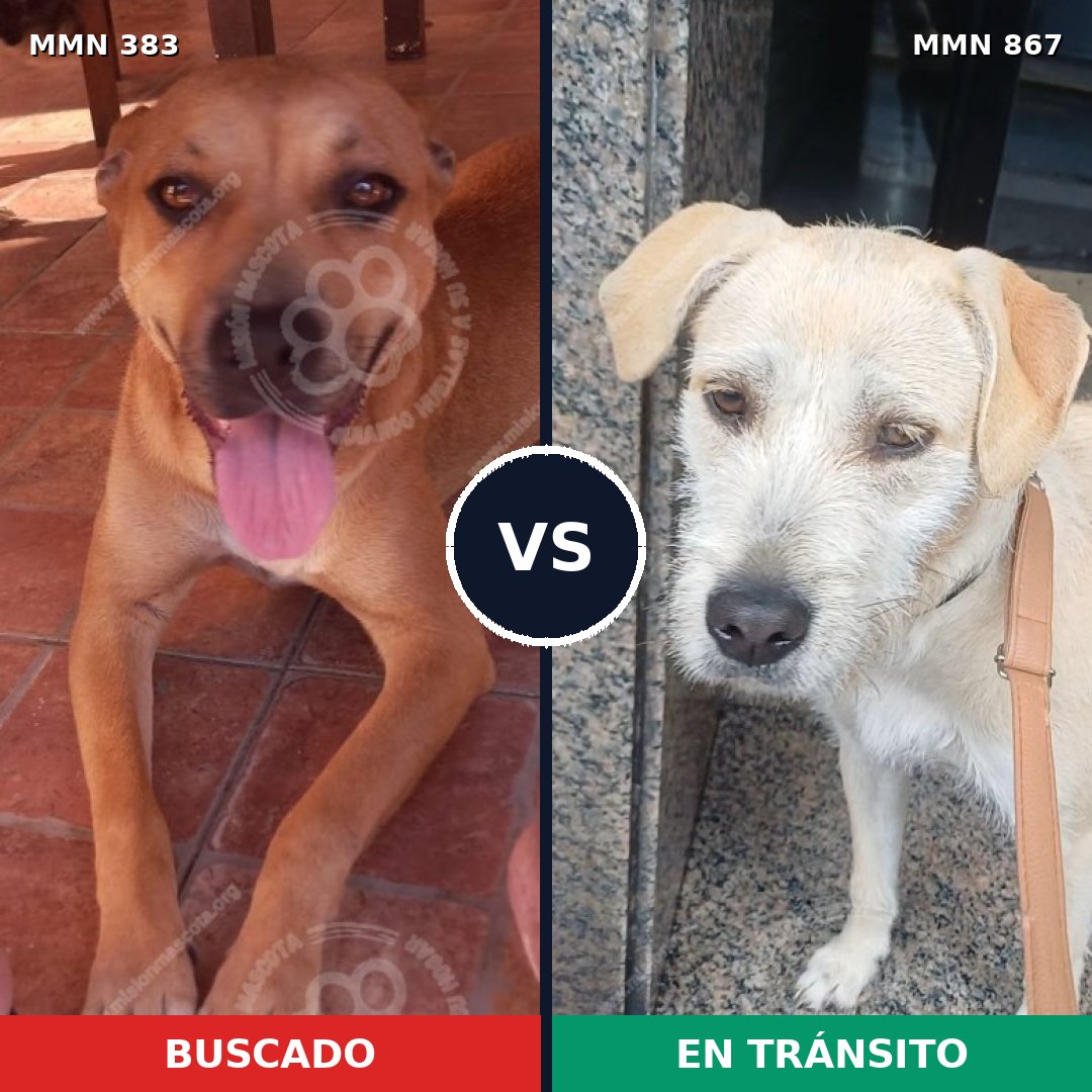 Comparativa MMS 13877: mascota perdida y mascota encontrada, 54% de similitud