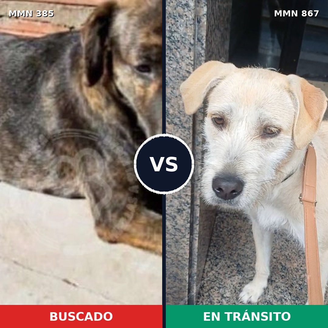 Comparativa MMS 13878: mascota perdida y mascota encontrada, 49% de similitud