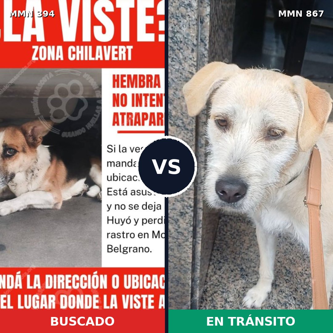 Comparativa MMS 13879: mascota perdida y mascota encontrada, 57% de similitud