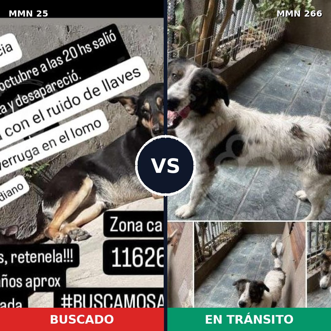 Comparativa MMS 1388: mascota perdida y mascota encontrada, 77% de similitud
