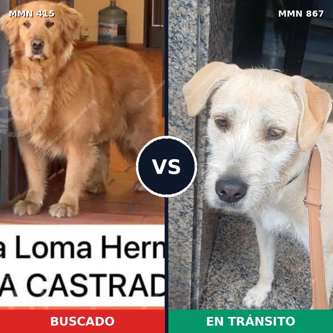 Comparativa MMS 13880: mascota perdida y mascota encontrada, 42% de similitud