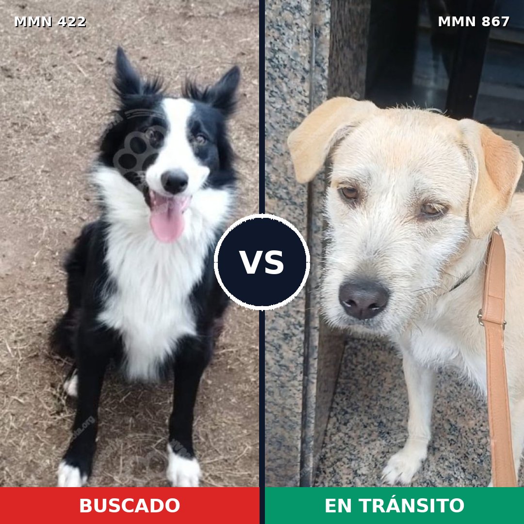 Comparativa MMS 13881: mascota perdida y mascota encontrada, 41% de similitud