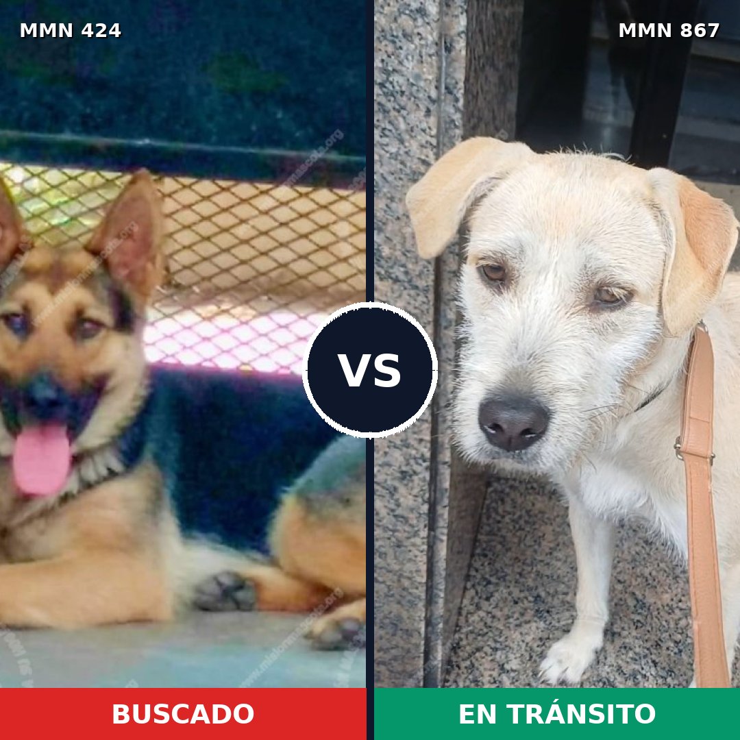 Comparativa MMS 13882: mascota perdida y mascota encontrada, 28% de similitud