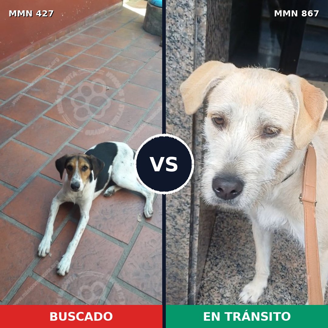 Comparativa MMS 13883: mascota perdida y mascota encontrada, 55% de similitud
