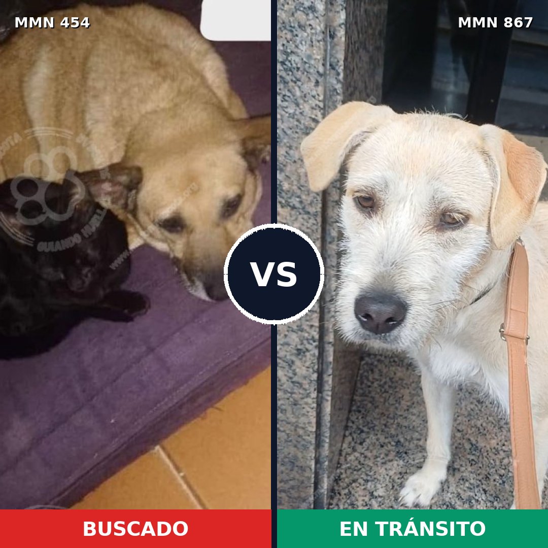 Comparativa MMS 13885: mascota perdida y mascota encontrada, 65% de similitud