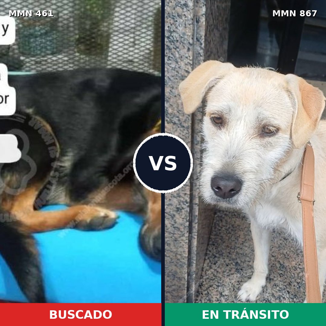 Comparativa MMS 13886: mascota perdida y mascota encontrada, 55% de similitud
