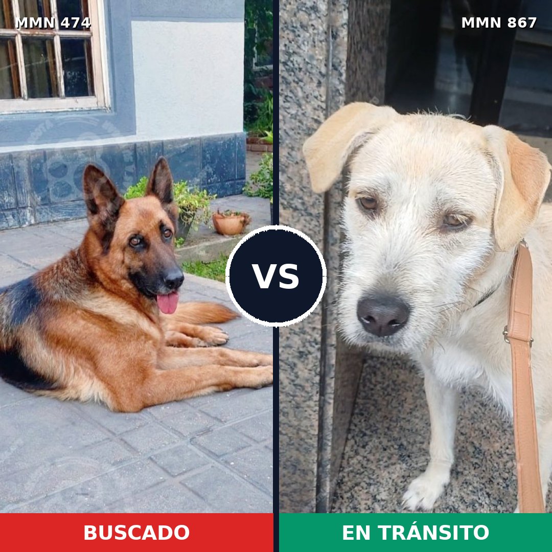Comparativa MMS 13887: mascota perdida y mascota encontrada, 24% de similitud