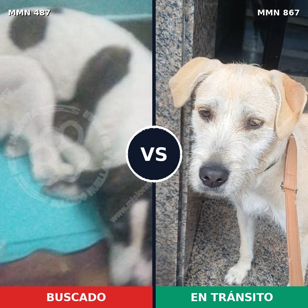 Comparativa MMS 13888: mascota perdida y mascota encontrada, 47% de similitud