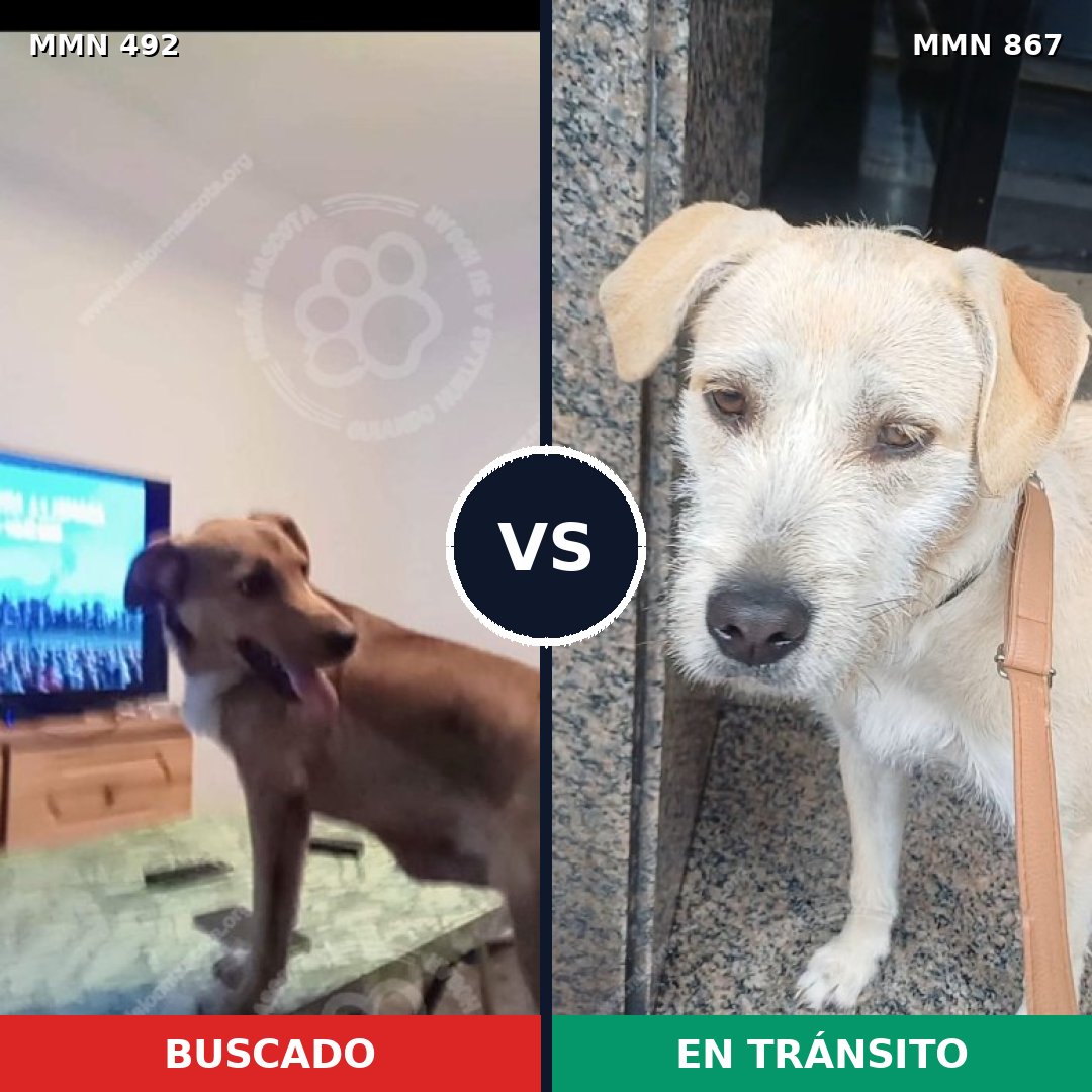Comparativa MMS 13889: mascota perdida y mascota encontrada, 32% de similitud
