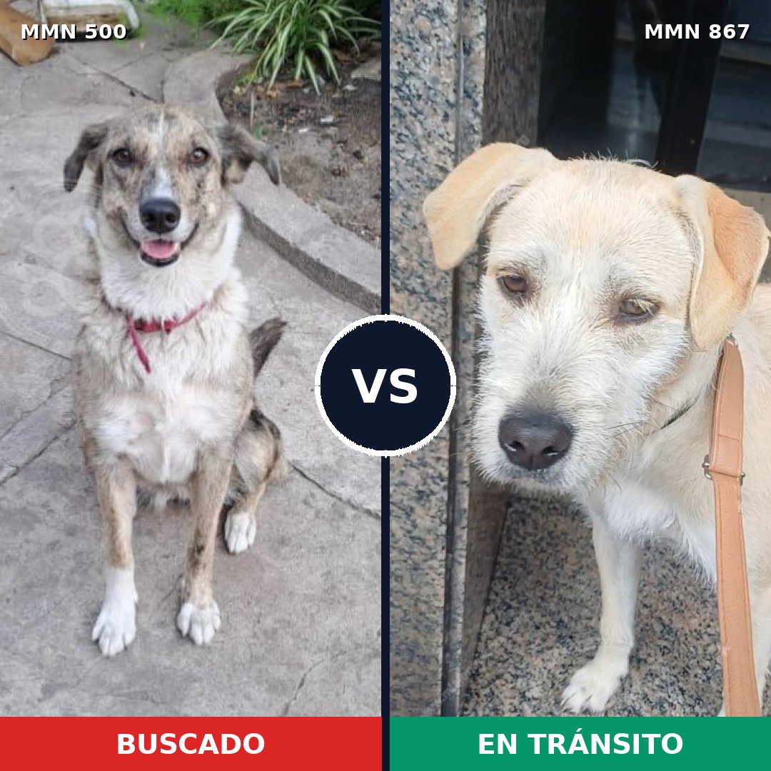 Comparativa MMS 13890: mascota perdida y mascota encontrada, 54% de similitud