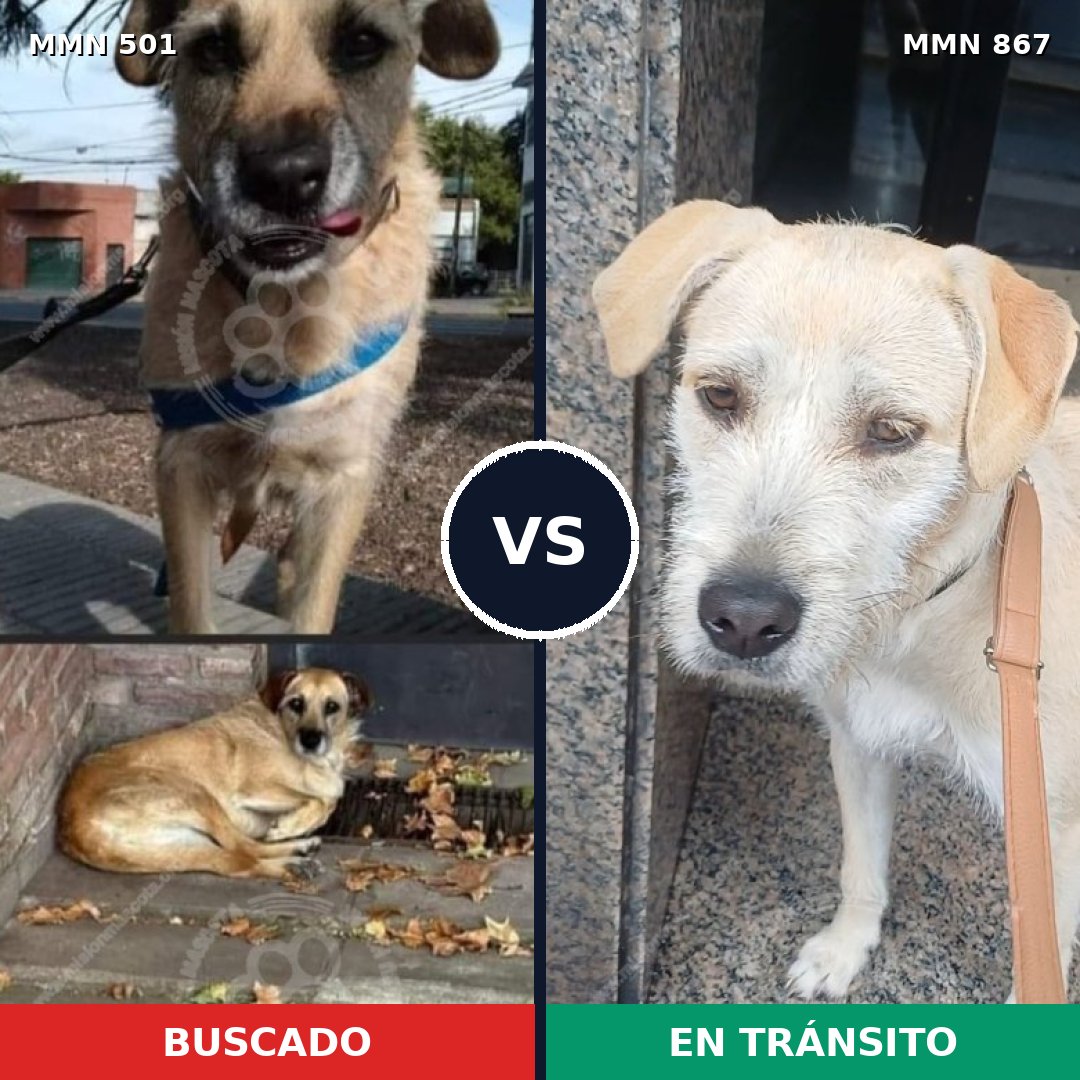 Comparativa MMS 13891: mascota perdida y mascota encontrada, 49% de similitud