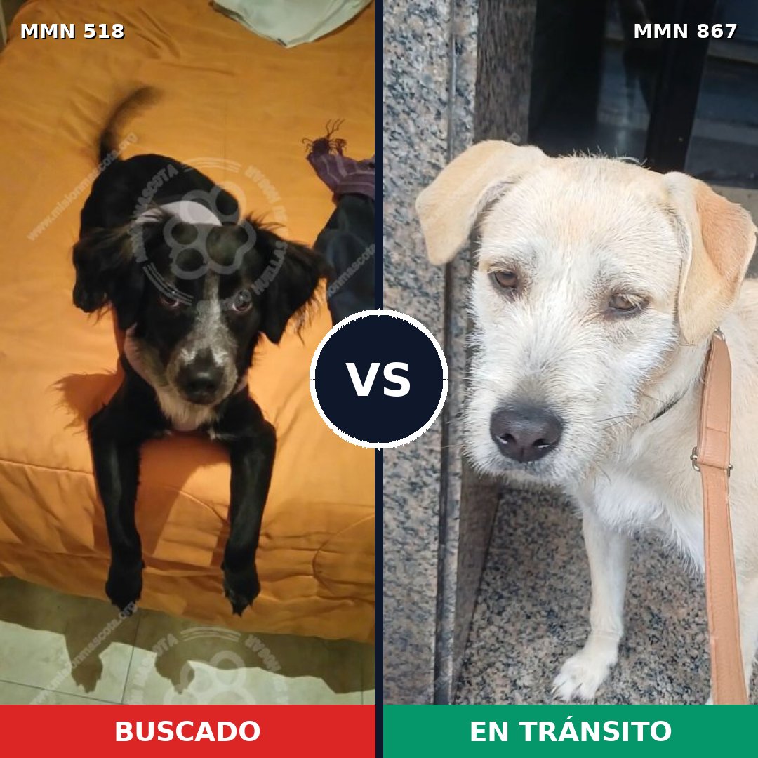 Comparativa MMS 13892: mascota perdida y mascota encontrada, 33% de similitud
