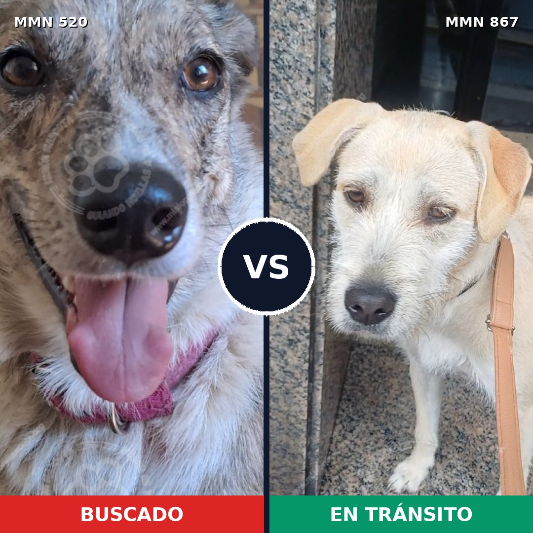 Comparativa MMS 13893: mascota perdida y mascota encontrada, 54% de similitud