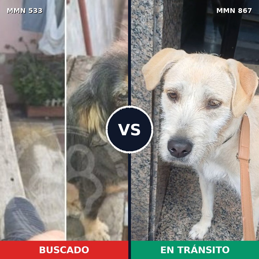 Comparativa MMS 13894: mascota perdida y mascota encontrada, 60% de similitud