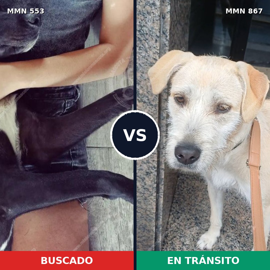 Comparativa MMS 13897: mascota perdida y mascota encontrada, 57% de similitud