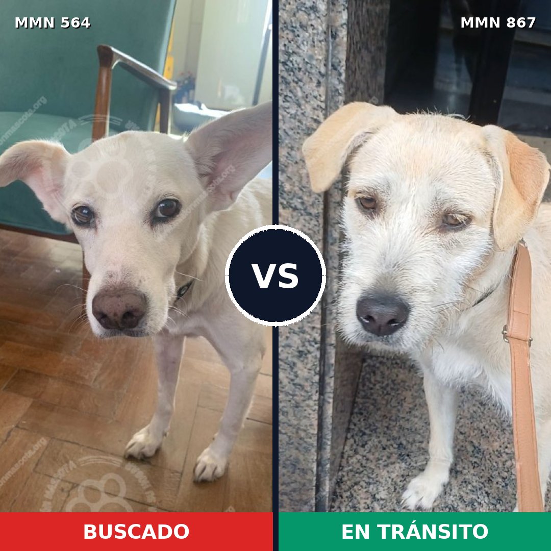 Comparativa MMS 13899: mascota perdida y mascota encontrada, 64% de similitud