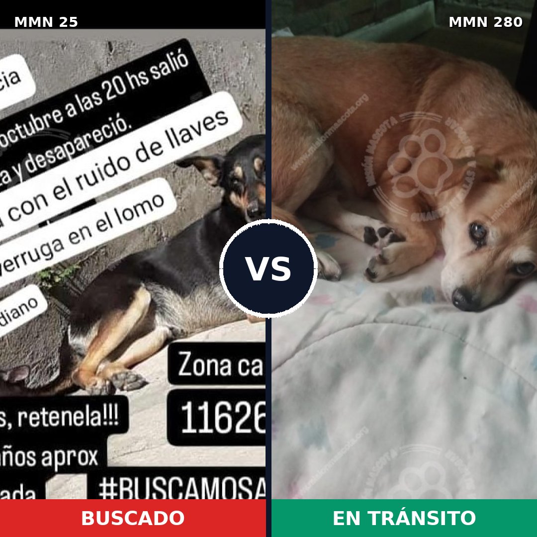 Comparativa MMS 1390: mascota perdida y mascota encontrada, 67% de similitud