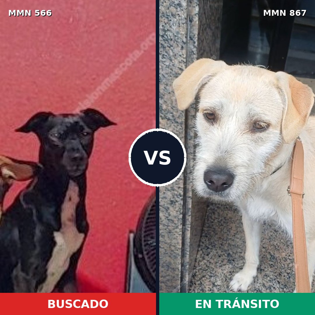 Comparativa MMS 13900: mascota perdida y mascota encontrada, 50% de similitud