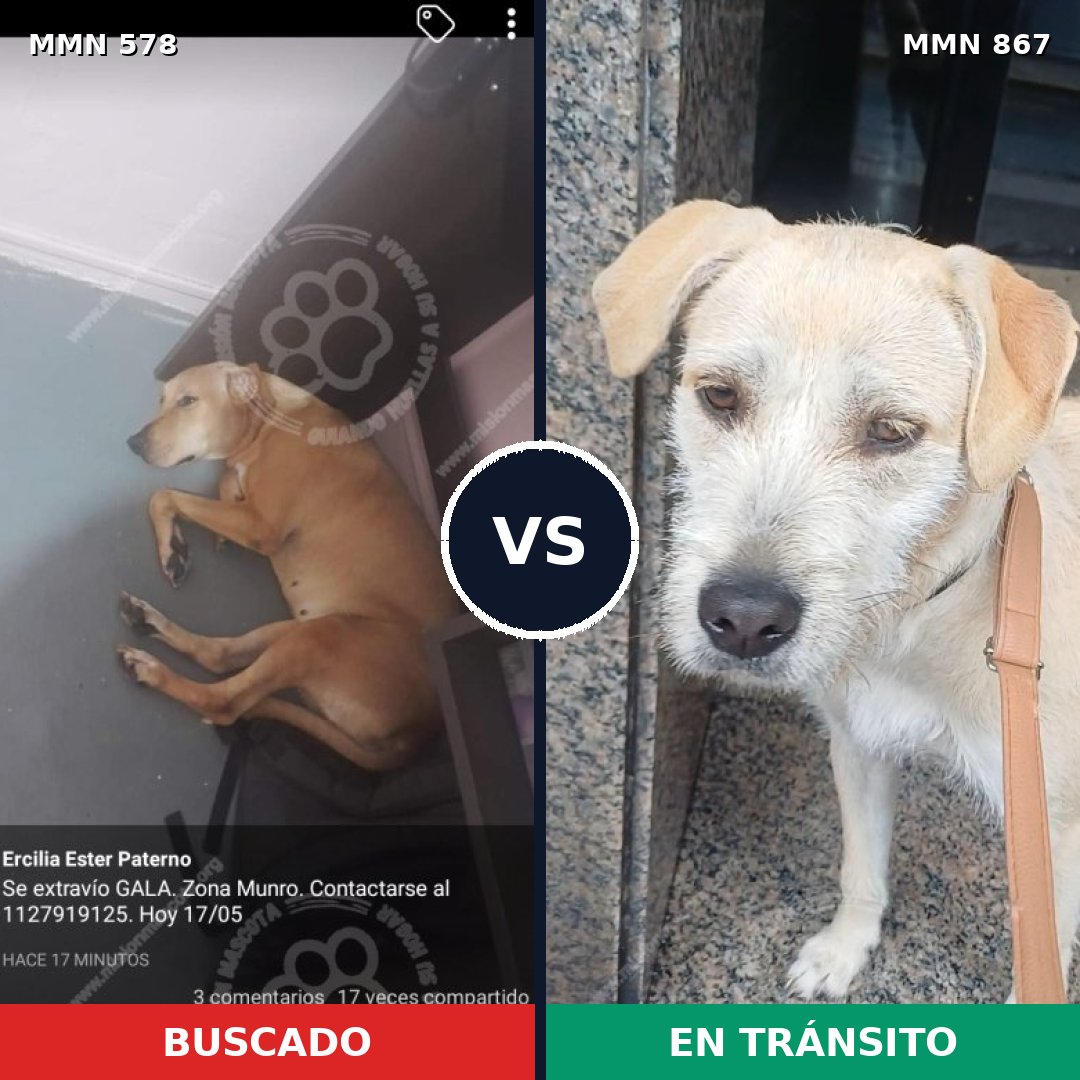 Comparativa MMS 13902: mascota perdida y mascota encontrada, 35% de similitud