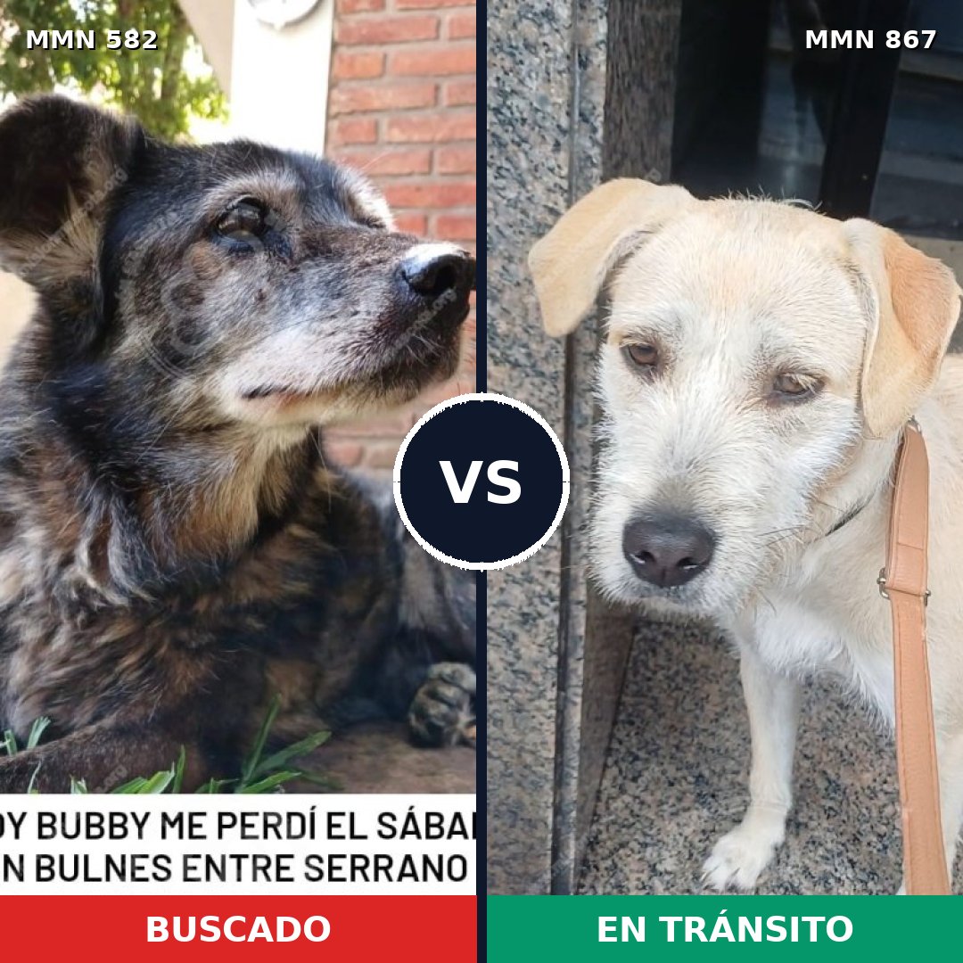 Comparativa MMS 13903: mascota perdida y mascota encontrada, 55% de similitud