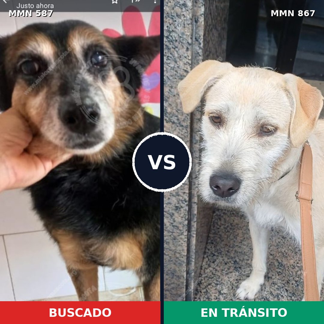 Comparativa MMS 13904: mascota perdida y mascota encontrada, 45% de similitud