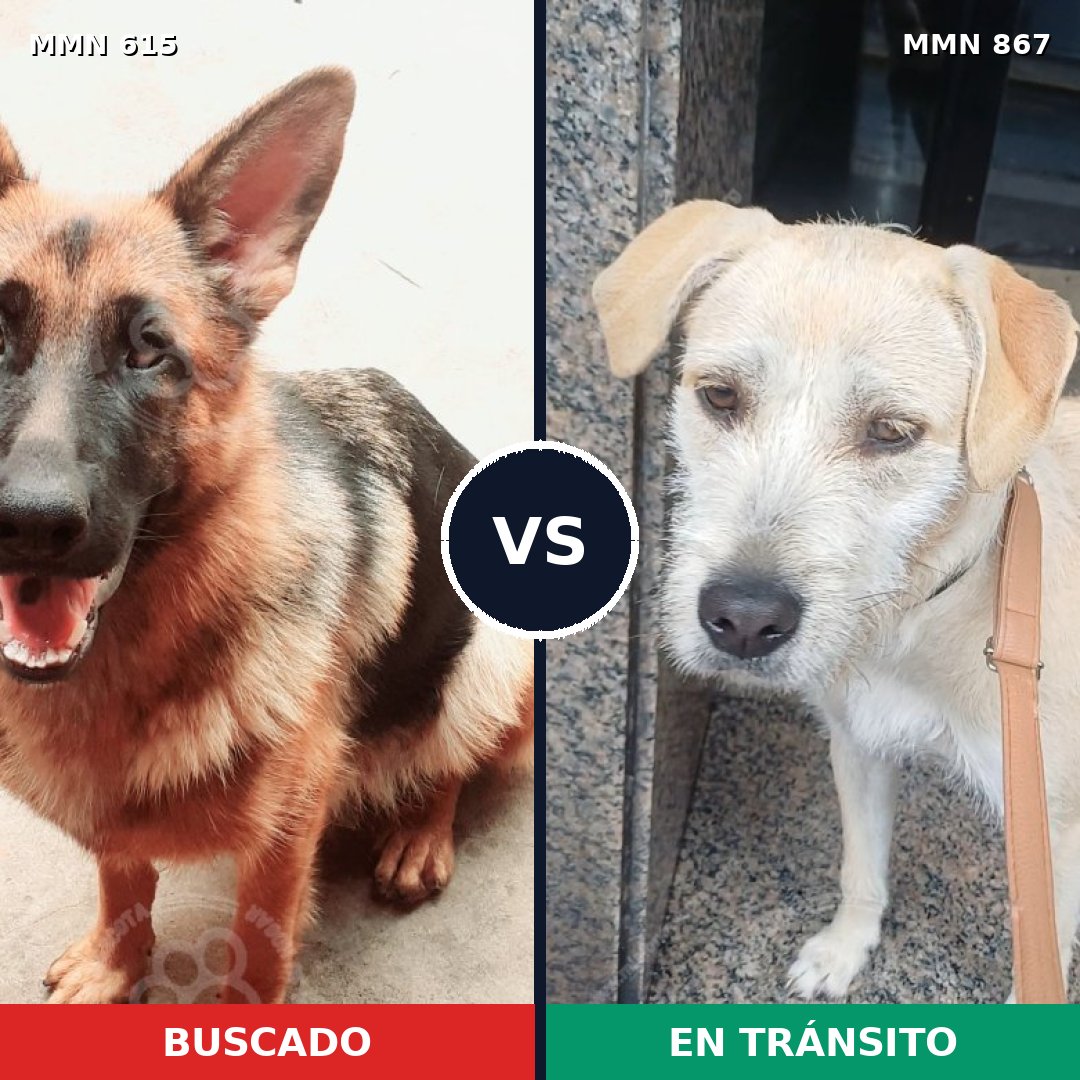 Comparativa MMS 13908: mascota perdida y mascota encontrada, 30% de similitud