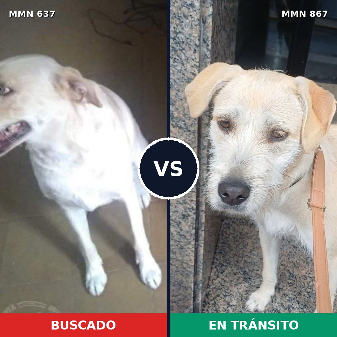 Comparativa MMS 13911: mascota perdida y mascota encontrada, 40% de similitud