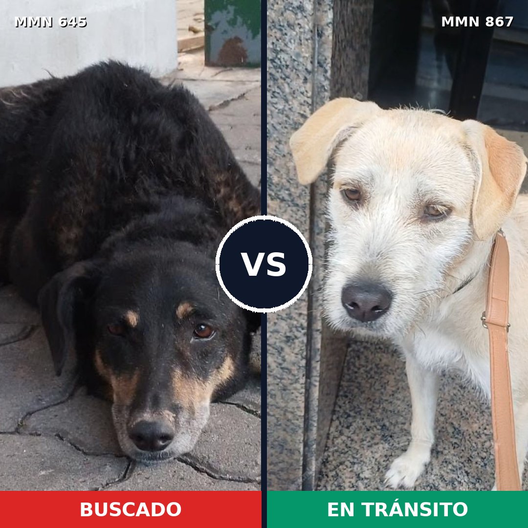 Comparativa MMS 13912: mascota perdida y mascota encontrada, 36% de similitud