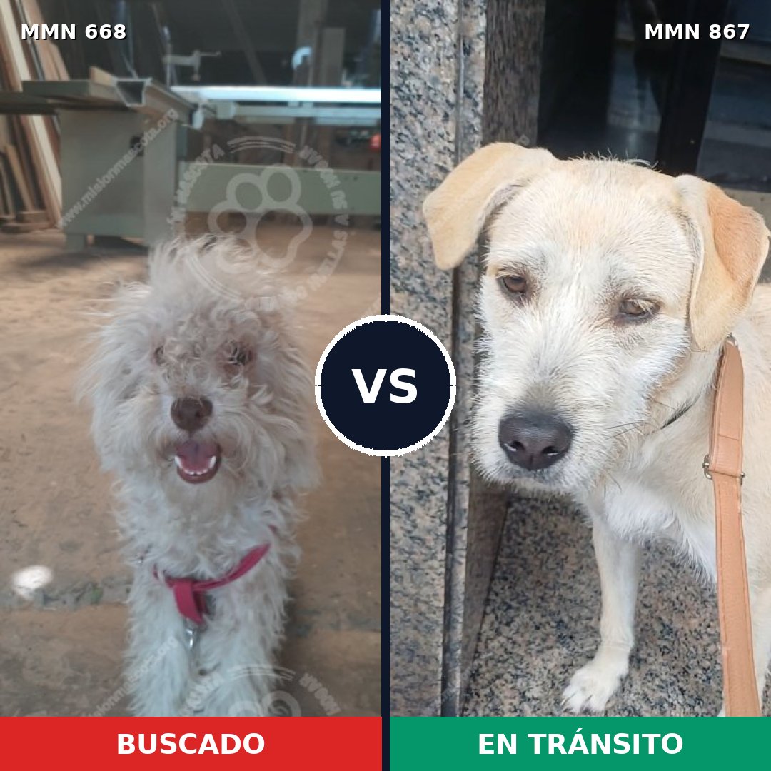 Comparativa MMS 13913: mascota perdida y mascota encontrada, 51% de similitud