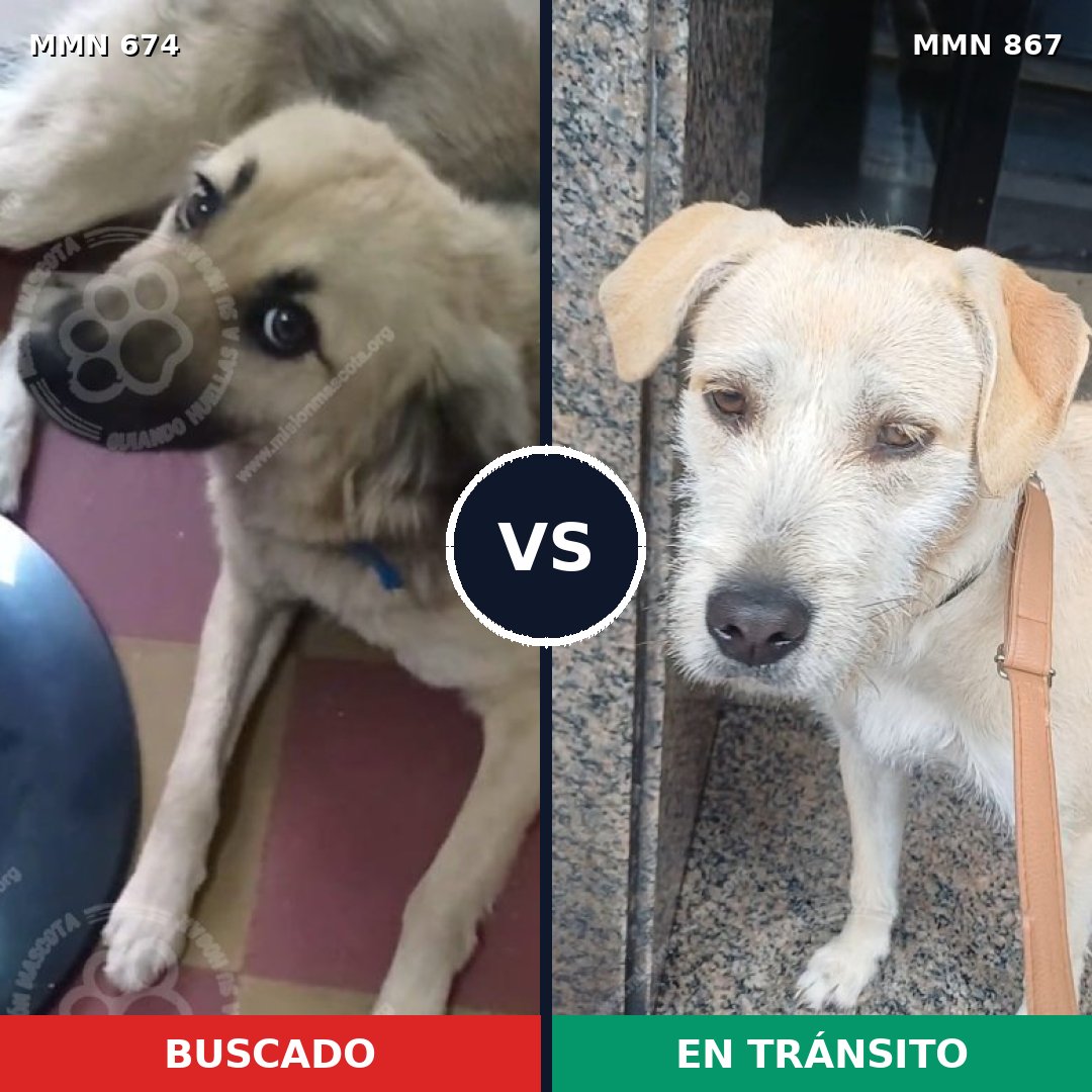 Comparativa MMS 13914: mascota perdida y mascota encontrada, 70% de similitud