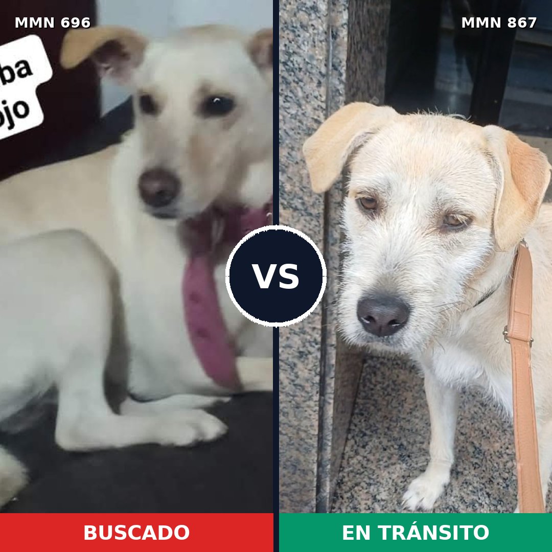 Comparativa MMS 13915: mascota perdida y mascota encontrada, 71% de similitud