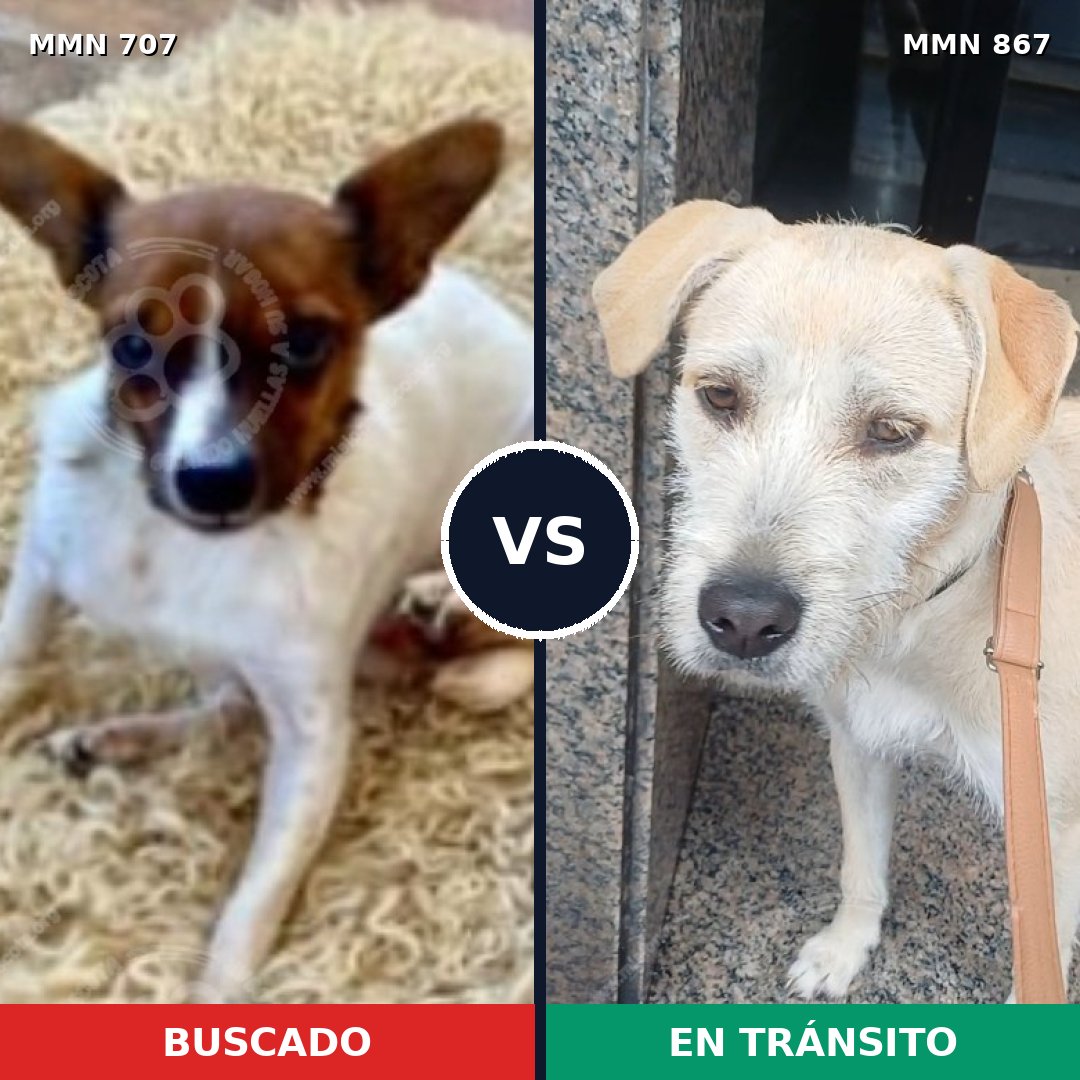 Comparativa MMS 13916: mascota perdida y mascota encontrada, 26% de similitud