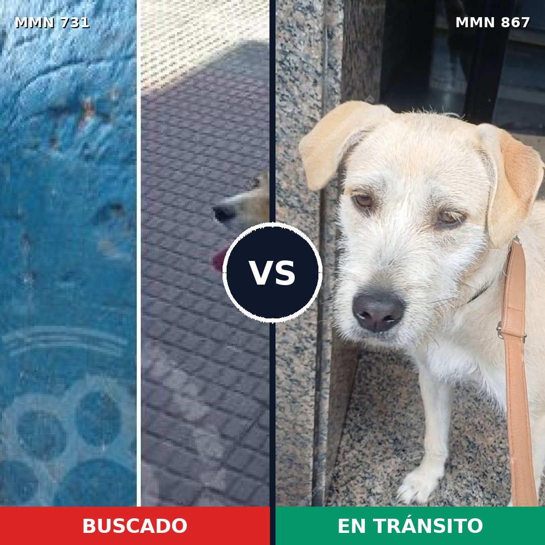 Comparativa MMS 13918: mascota perdida y mascota encontrada, 68% de similitud